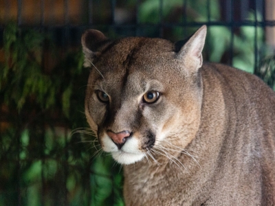Cougar - De Zonnegloed - Animal park - Animal refuge centre 